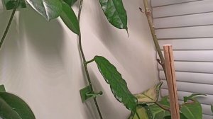 Просто листики показала 🤔