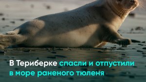 В Териберке спасли и отпустили в море раненого тюленя