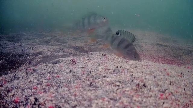 _Рыбалка мечты _ Щука весом 7800 г на жерлицы!