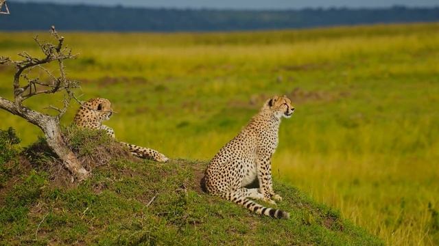 ЧУДЕСНАЯ МУЗЫКА! МУЗЫКА ДЛЯ ВНУТРЕННЕГО СПОКОЙСТВИЯ