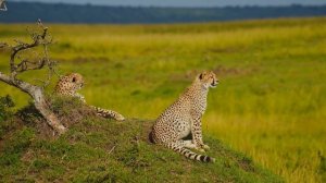 ЧУДЕСНАЯ МУЗЫКА! МУЗЫКА ДЛЯ ВНУТРЕННЕГО СПОКОЙСТВИЯ