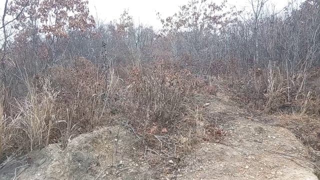 Романсы под собаку смотреть онлайн