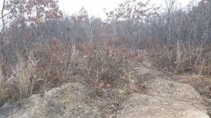 Романсы под собаку