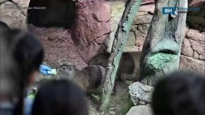 В воронежском океанариуме появилось две капибары