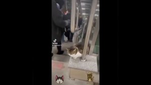 Видео от МЯУтаверс – как метавселенная, но с котами