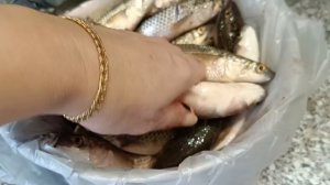 мы с Джульеттой купили рыбку