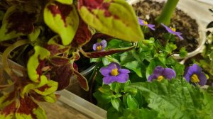 Восстановление коллекции, говорушки