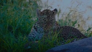 МУЗЫКА ДЛЯ ВНУТРЕННЕГО ГАРМОНИЧНОГО СОСТОЯНИЯ