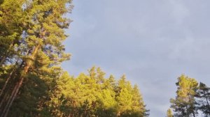 Прогулка в лесу