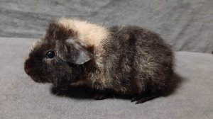 американский тедди арлекин чёрный с кремом