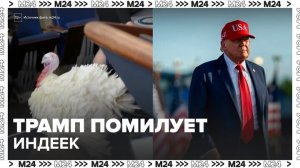 Новости мира: в США выбрали индеек, которых Трамп помилует ко Дню благодарения - Москва 24