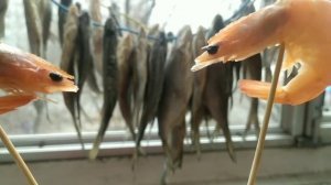 Креветка Казимир и новогодние гирлянды.