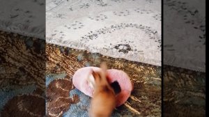 Бони 1.5 месяца