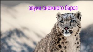звуки  СНЕЖНОГО барса