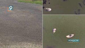 Самодельная дамба в селе Шаталовка привела к массовой гибели рыбы