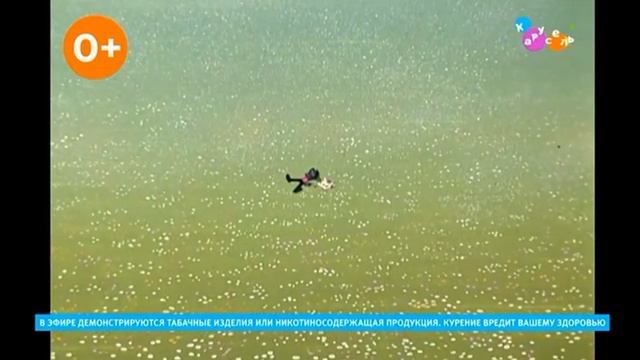 Плашка курить вредно Карусель (20.07.2025)