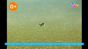 Плашка курить вредно Карусель (20.07.2025)