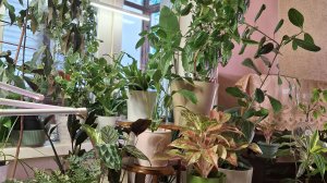 Скоро снова выставка цветов(собираюсь и жалуюсь).