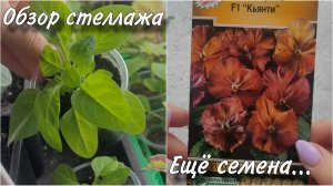 Докупила ещё семена на сезон 2025 / обзор рассадного стеллажа на 10 февраля 2025 года