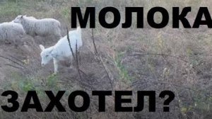 ОЧЕНЬ  ВКУСНОЕ  МОЛОКО,
для всех  желающих!