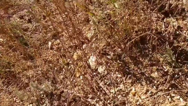 БОГАТЫЕ ЗОЛОТОМ СОВЕТСКИЕ ОТВАЛЫ