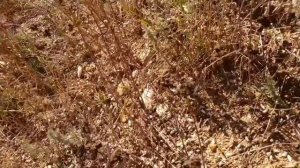 БОГАТЫЕ ЗОЛОТОМ СОВЕТСКИЕ ОТВАЛЫ