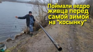 ⚡️ Успели до морозов ещё ведро ЖИВЦА-ГОЛЬЯНА поймать ⚡️ первый Лёд ждём. Рыбалка: Живцы и Жерлицы !
