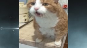 Говорящий кот