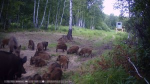 Дикие кабаны в природе