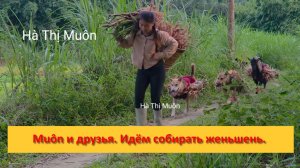 Muôn и друзья из Вьетнама. Идём собирать женьшень, чтобы продать.