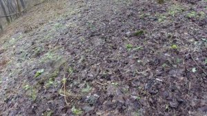 Не был там целый год. Одинокий медвежонок.