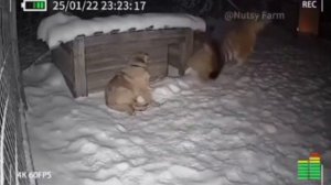 Кошки понимают друг друга лучше! Даже если они большие.