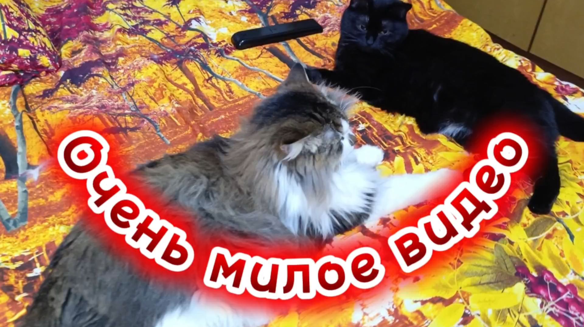 Забавные котики. Очень милое видео.