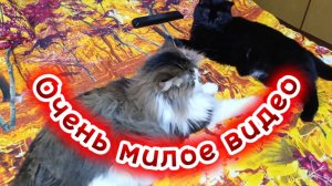 Забавные котики. Очень милое видео.