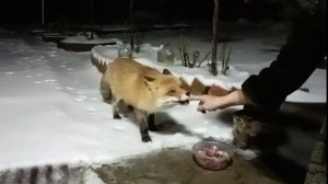 (1179) Лиса приходит в гости. Ноябрь 2025