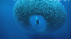 Океанское единение