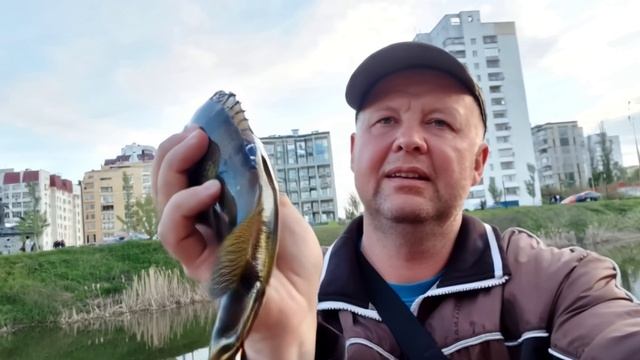 Живое фотографие, крупный окунь.