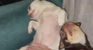 Доброго всем вечера и самой спокойной ночи.