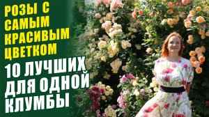 10 ЛУЧШИХ РОЗ ДЛЯ ОДНОЙ КЛУМБЫ. РОЗЫ С САМЫМ КРАСИВЫМ ЦВЕТКОМ. ЛУЧЩИЕ РОЗЫ. РОЗЫ В САДУ. ОБЗОР РОЗ