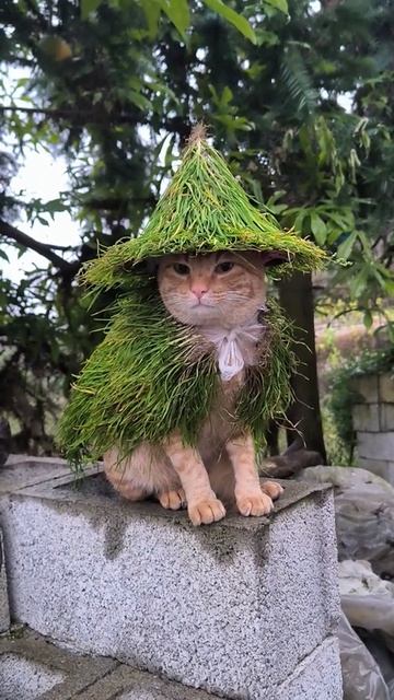 У него есть для вас задание