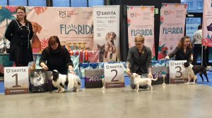 22.11.2025, СПб. Клуб "Вудфал" (РКФ, РФСС). Выставка собак CAC 9 группы FCI
