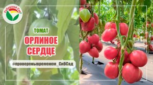 Томат Орлиное сердце