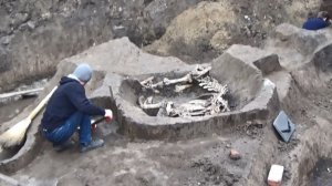 Погребение коровы в погребе XVIII века на раскопе по ул. Ленинградской 64