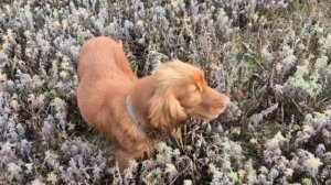 Встретили за городом, когда ездили за грибами. По виду охотничья, очень общительная собачка