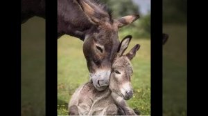 Любовь родителей 4