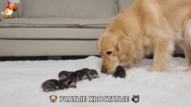 Котята и щенята 🐈🐶 Кошки и собаки 🤗 Милое видео про животных (5)