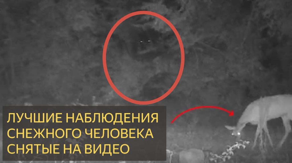 Лучшие наблюдения снежного человека, когда-либо снятые камерой