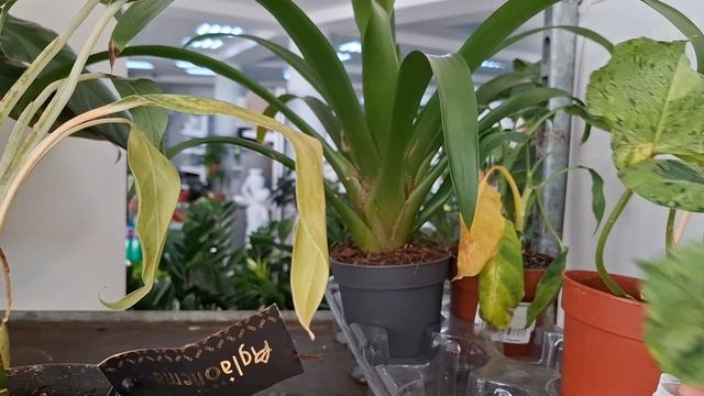 Садовый центр Летто🪴 обзор 👀уценки растений #ноябрь2025