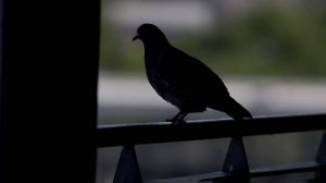 В России представили первых голубей-биодронов