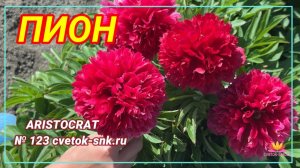 Пион "ARISTOCRAT"/Сад Ворошиловой